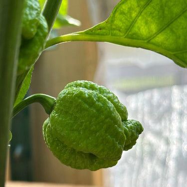 Moruga Trinidad Scorpion Pepper Seeds